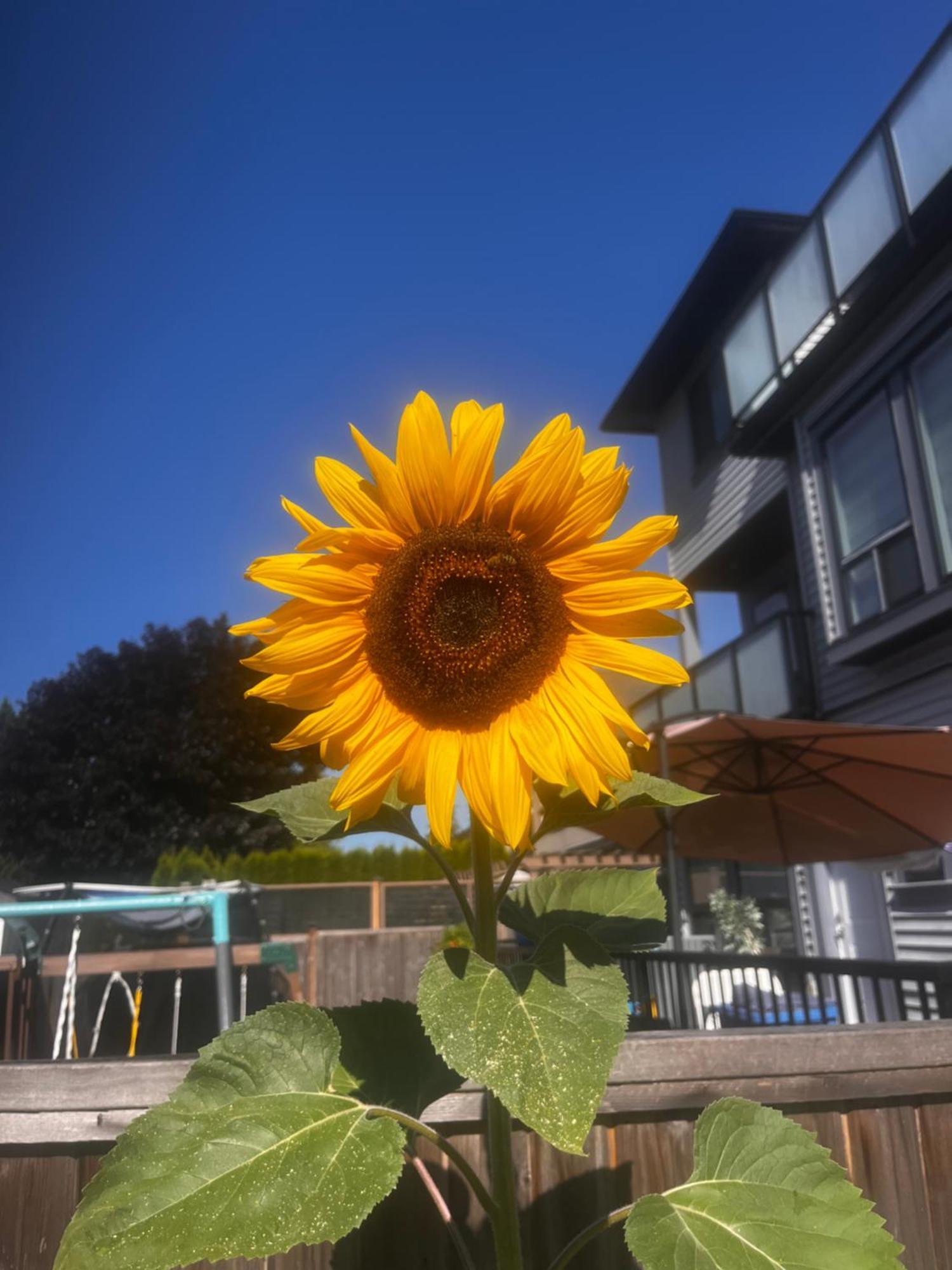 New, Spacious 2 Bedrooms In Downtown With Free Parking! Maple Ridge Exterior foto