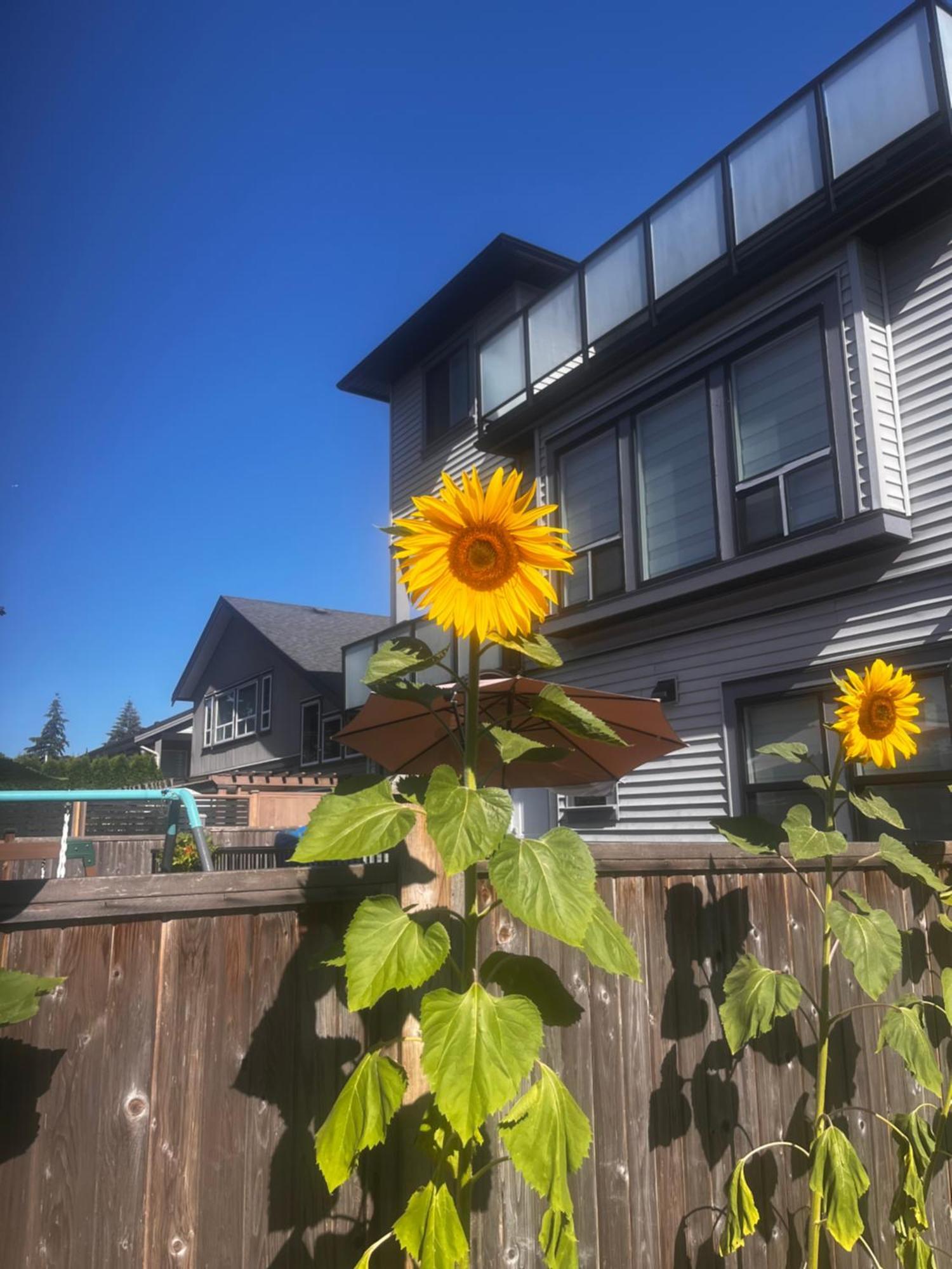 New, Spacious 2 Bedrooms In Downtown With Free Parking! Maple Ridge Exterior foto