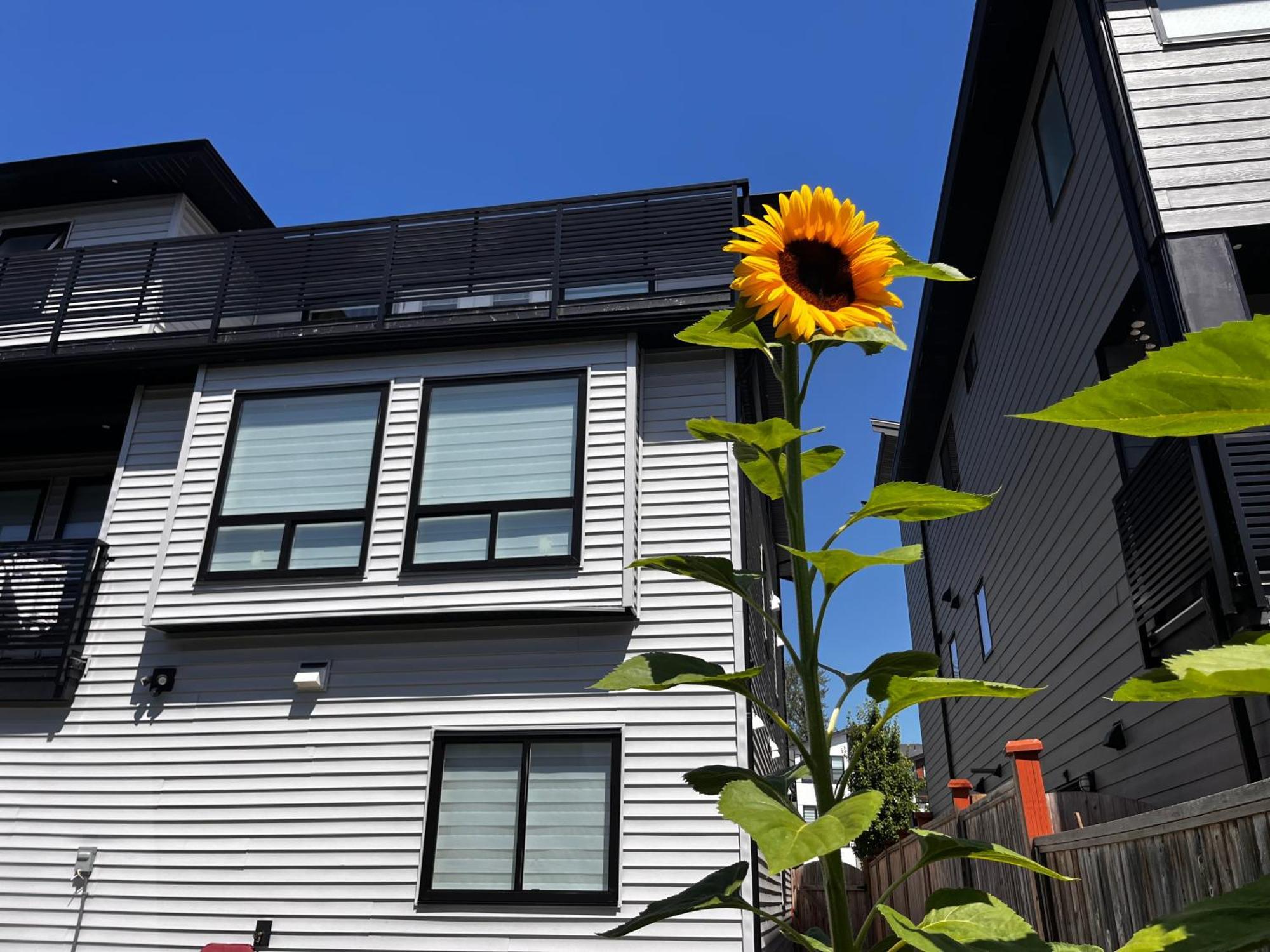 New, Spacious 2 Bedrooms In Downtown With Free Parking! Maple Ridge Exterior foto